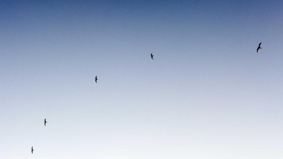 Hollow Dreams